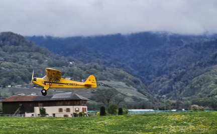 Piper cub